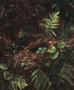 Bird's Nest and Ferns Fidelia Bridges